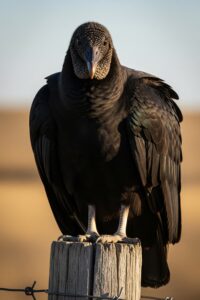 Black vulture spreading five-foot wings wide on a weathered wooden fence post
