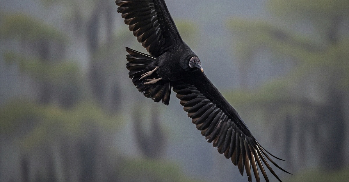Black vulture soaring on thermal updrafts against a pale overcast sky