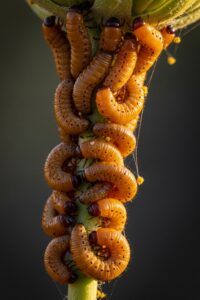 Cluster of Meloe franciscanus blister beetle larvae clinging to a flower stem in close-up