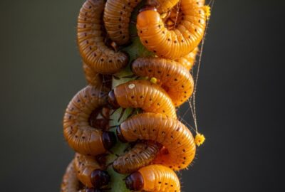 Cluster of Meloe franciscanus blister beetle larvae clinging to a flower stem in close-up