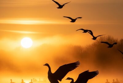 Photo: Canada Geese Leave the Formation for Each Other