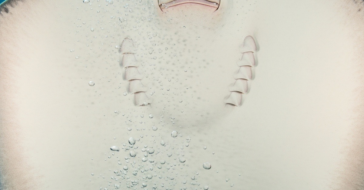 Close-up underwater view of a stingray