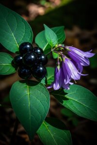 Glossy black belladonna berries and purple bell-shaped flowers on a dark moody background