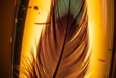 Close-up of a feathered dinosaur tail preserved in golden Cretaceous amber showing vivid color