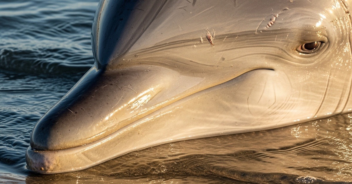 Close-up of a dolphin holding a shell in its mouth near a sandy beach