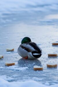 Photo: Why Feeding Ducks Bread in Winter Can Kill Them