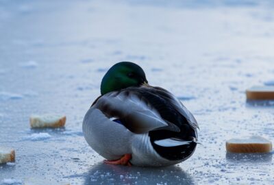Photo: Why Feeding Ducks Bread in Winter Can Kill Them