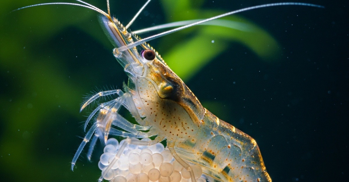 Translucent freshwater shrimp fanning fertilized eggs with feathery pleopod legs underwater