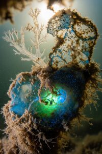 Photo: A Fungus Is Quietly Eating the Great Pacific Garbage Patch