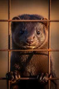 A mink peering through wire cage bars on a European fur farm at dusk