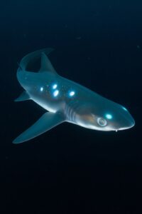 Photo: The Ghost Shark Existed Before Dinosaurs. We Just Found One.