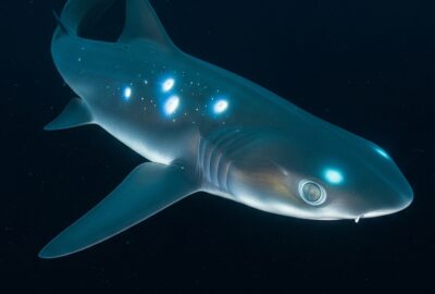 Photo: The Ghost Shark Existed Before Dinosaurs. We Just Found One.