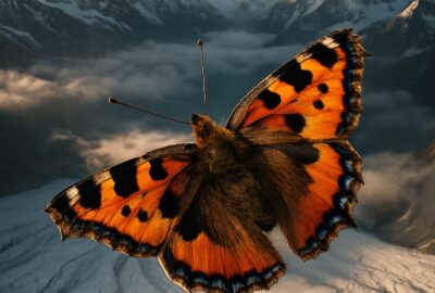 Small tortoiseshell butterfly flying above snow-covered Himalayan peaks at extreme altitude