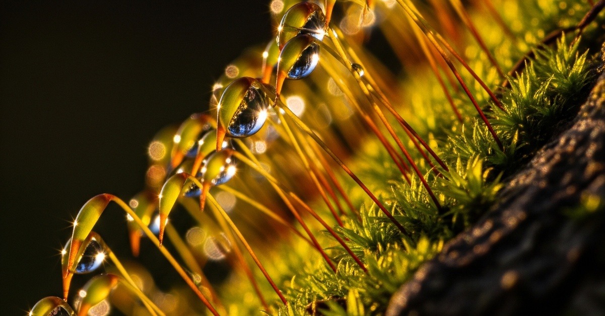Extreme close-up of moss texture showing tiny delicate leaf structures on bark