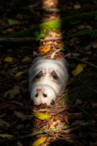 Photo: The Opossum's Death Act Has Fooled Predators for 70M Years