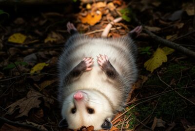 Photo: The Opossum's Death Act Has Fooled Predators for 70M Years
