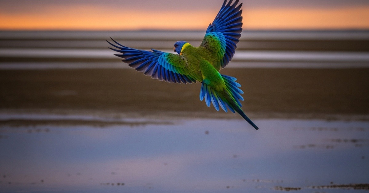 Orange-bellied Parrot in flight over Tasmanian coastal salt marsh habitat