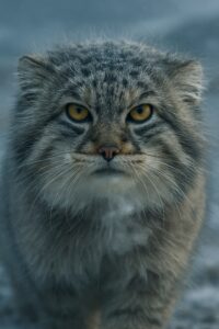 Pallas's cat with dense gray fur and flat ears pressed against its skull in snow