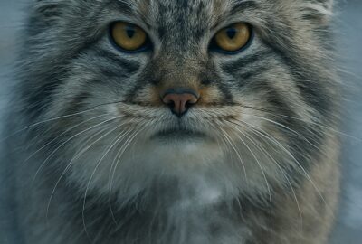 Pallas's cat with dense gray fur and flat ears pressed against its skull in snow