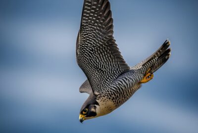 Peregrine falcon mid-stoop dive against a dramatic open sky, wings tucked