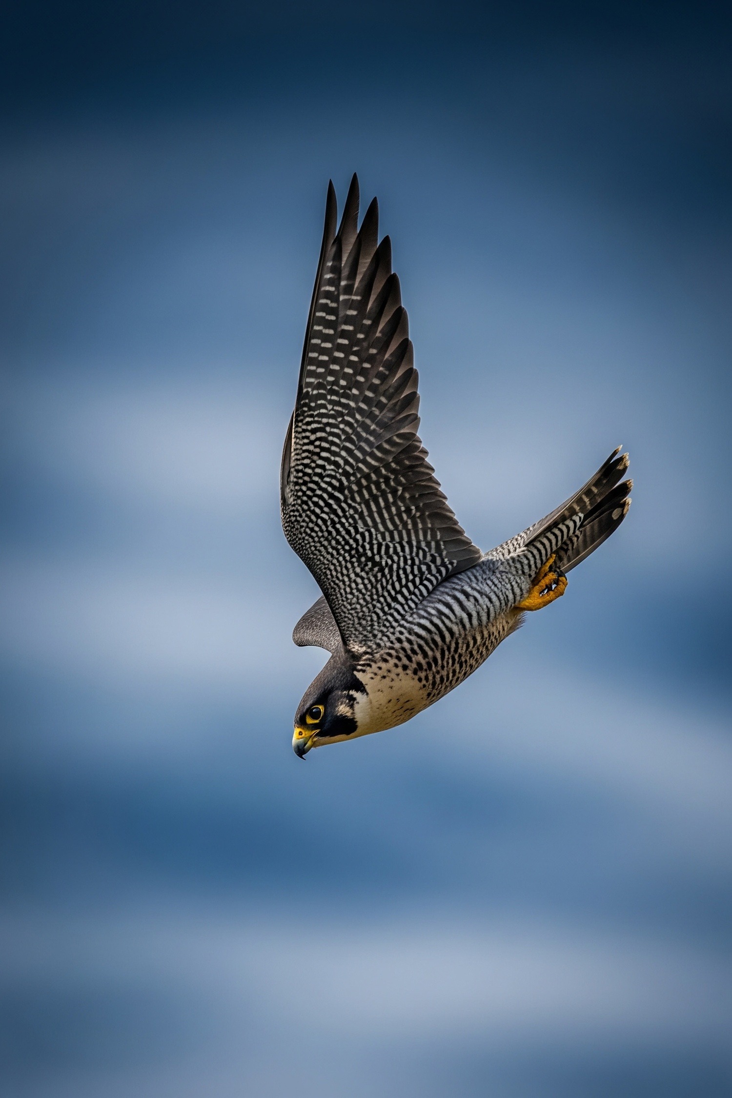 Peregrine falcon mid-stoop dive against a dramatic open sky, wings tucked