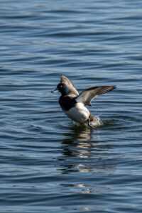 Photo: The Diving Duck That Vanishes Six Meters Underwater