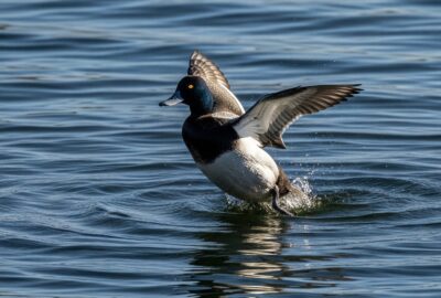 Photo: The Diving Duck That Vanishes Six Meters Underwater
