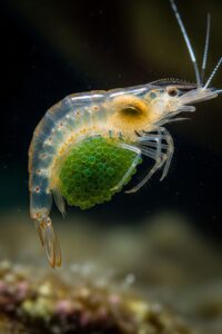 Photo: The Shrimp Mother Who Never Puts Her Eggs Down
