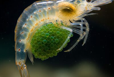 Photo: The Shrimp Mother Who Never Puts Her Eggs Down