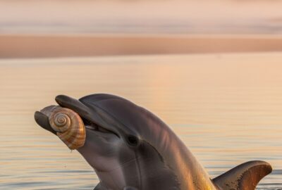 Photo: The Dolphins Who Kept Waiting: A Ritual for No One