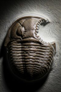 Photo: This 500-Million-Year-Old Fossil Shows a Bite That Didn't Kill