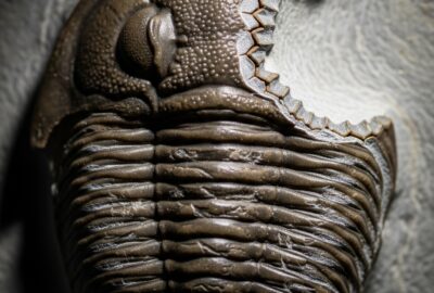 Photo: This 500-Million-Year-Old Fossil Shows a Bite That Didn't Kill