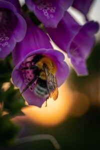 A fuzzy bumblebee nestled deep inside a purple foxglove flower at dusk