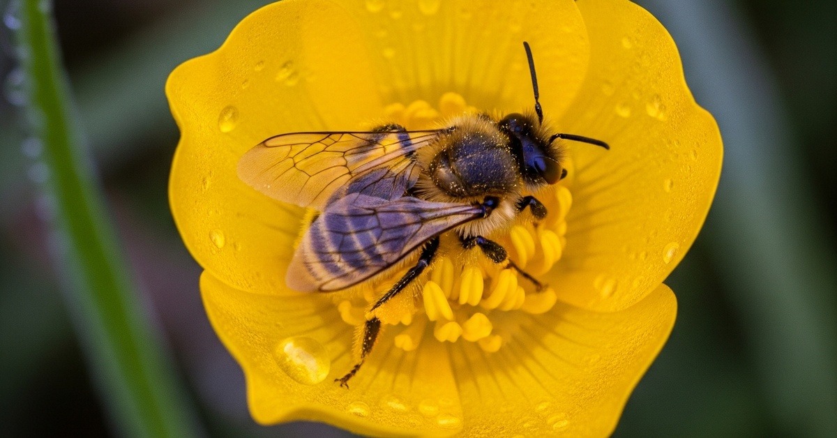 Close-up of a solitary bee curled peacefully inside a wild bloom at sunset