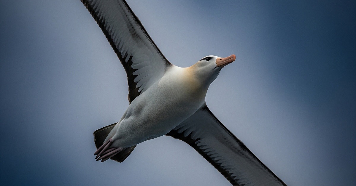 Laysan albatross in flight over the vast open North Pacific Ocean at sunset