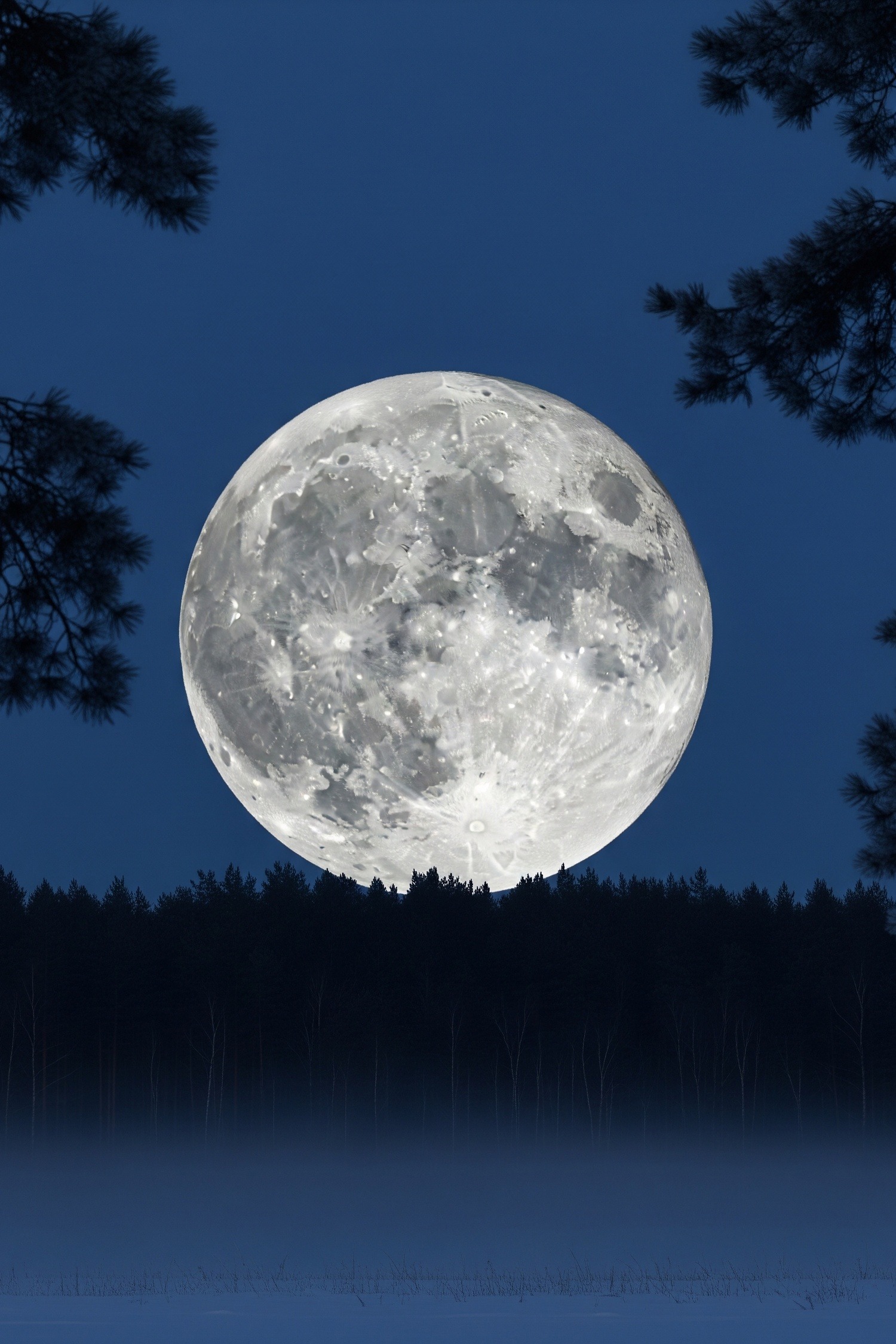 Massive Wolf Moon Supermoon rising low over a frost-covered winter forest at night