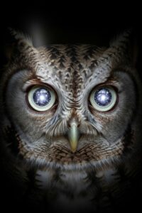 Photo: The Blind Owl Whose Eyes Look Like the Universe