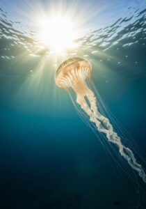 An Australian box jellyfish (Chironex fleckeri) drifting in tropical blue water, its transparent cube-shaped bell glowing as long thin tentacles trail behind it