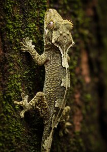 A satanic leaf-tailed gecko clinging to moss-covered bark in a Madagascar rainforest, body pattern blending nearly invisibly into the substrate