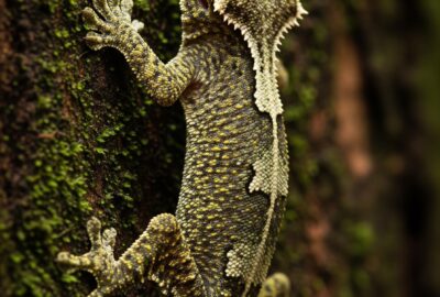 A satanic leaf-tailed gecko clinging to moss-covered bark in a Madagascar rainforest, body pattern blending nearly invisibly into the substrate
