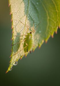 Macro photo of a green aphid on a rose leaf — aphids born pregnant carry the next generation inside them