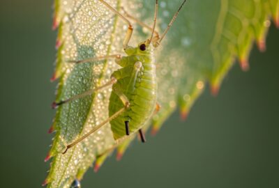 Macro photo of a green aphid on a rose leaf — aphids born pregnant carry the next generation inside them