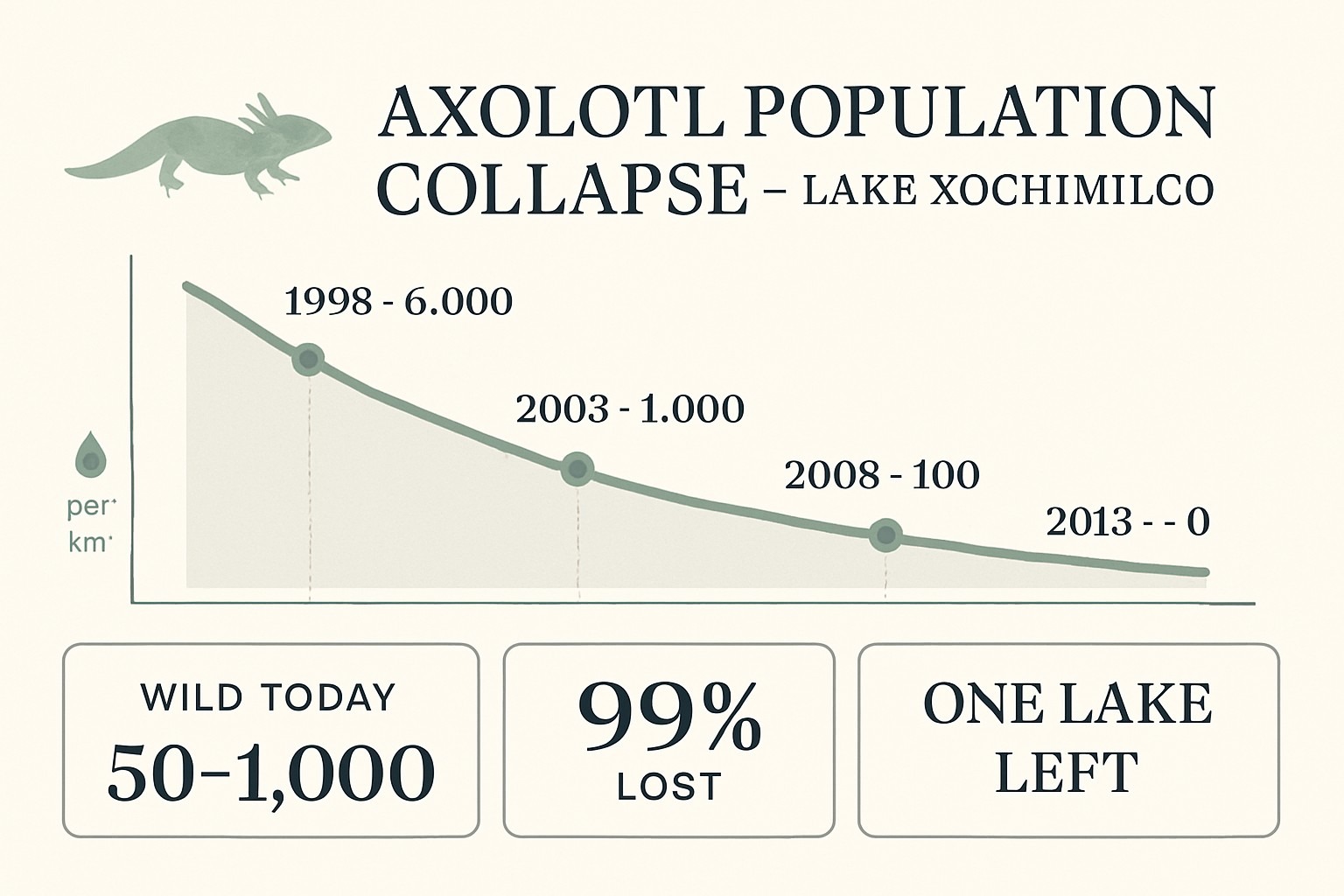 Axolotl Facts: Why This Salamander Never Grows Up infographic