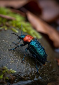 Close-up macro photograph of a bombardier beetle on a wet stone in temperate woodland, its rusty-orange thorax and dark wing covers in sharp detail.