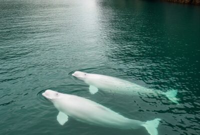 Two beluga whales in an Icelandic sea sanctuary