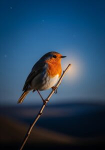 European robin perched at twilight with the night sky behind it, illustrating the cryptochrome-based magnetic compass songbirds use to navigate during migration.
