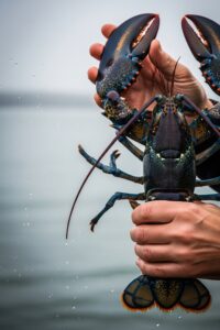 Vivid cobalt-blue lobster held over the cold Atlantic Ocean off Maine's coast