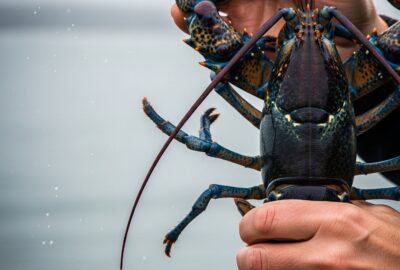 Vivid cobalt-blue lobster held over the cold Atlantic Ocean off Maine's coast