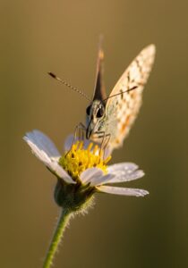 Close-up of a butterfly perched on a flower with clubbed antennae clearly visible against soft natural light.