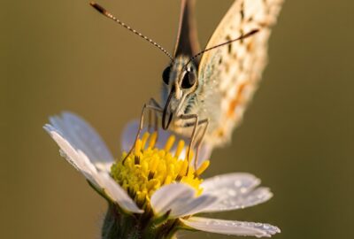 Close-up of a butterfly perched on a flower with clubbed antennae clearly visible against soft natural light.